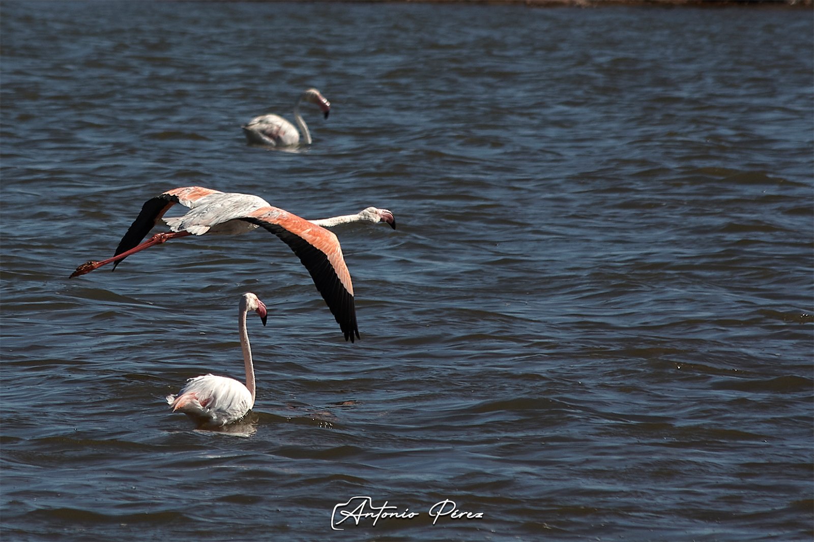 02 Flamencos.jpg