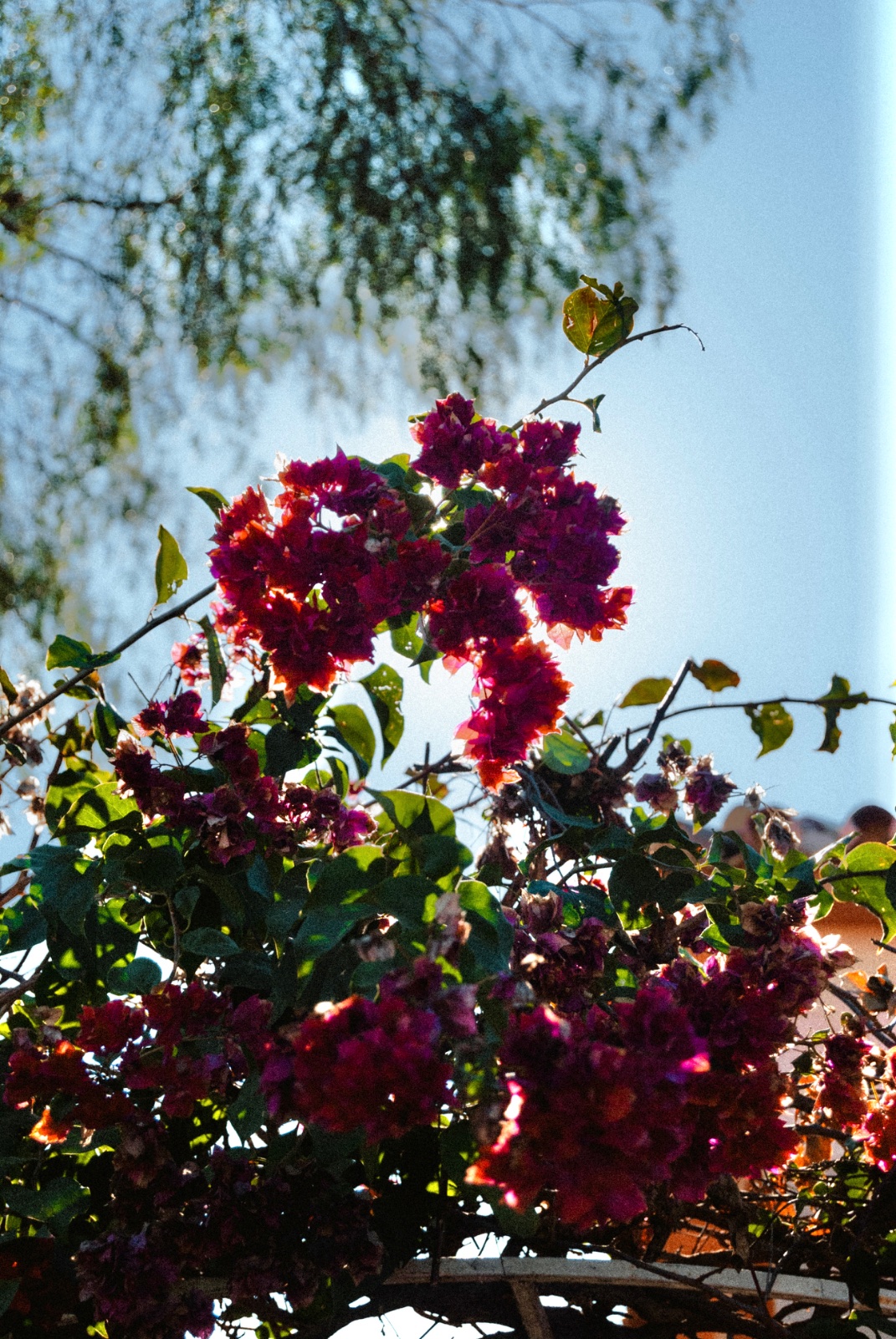 05102008-DSC_0087.jpeg