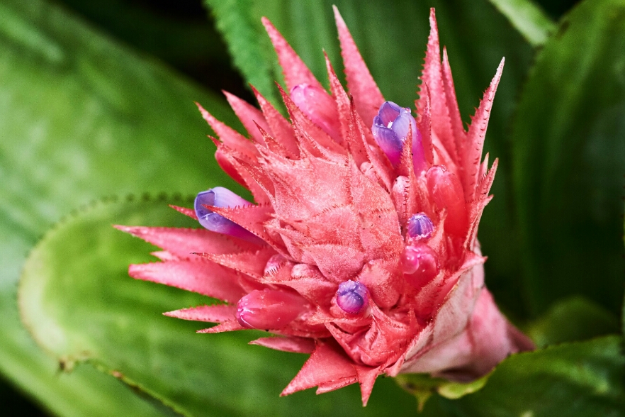 2019-02-16  visita al Botánico de Quito -17h40m22_1(1).jpg