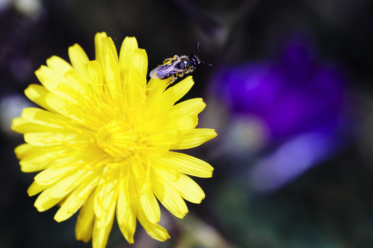 240430 paseos por los lagos en Macro - Móstoles 100.jpg