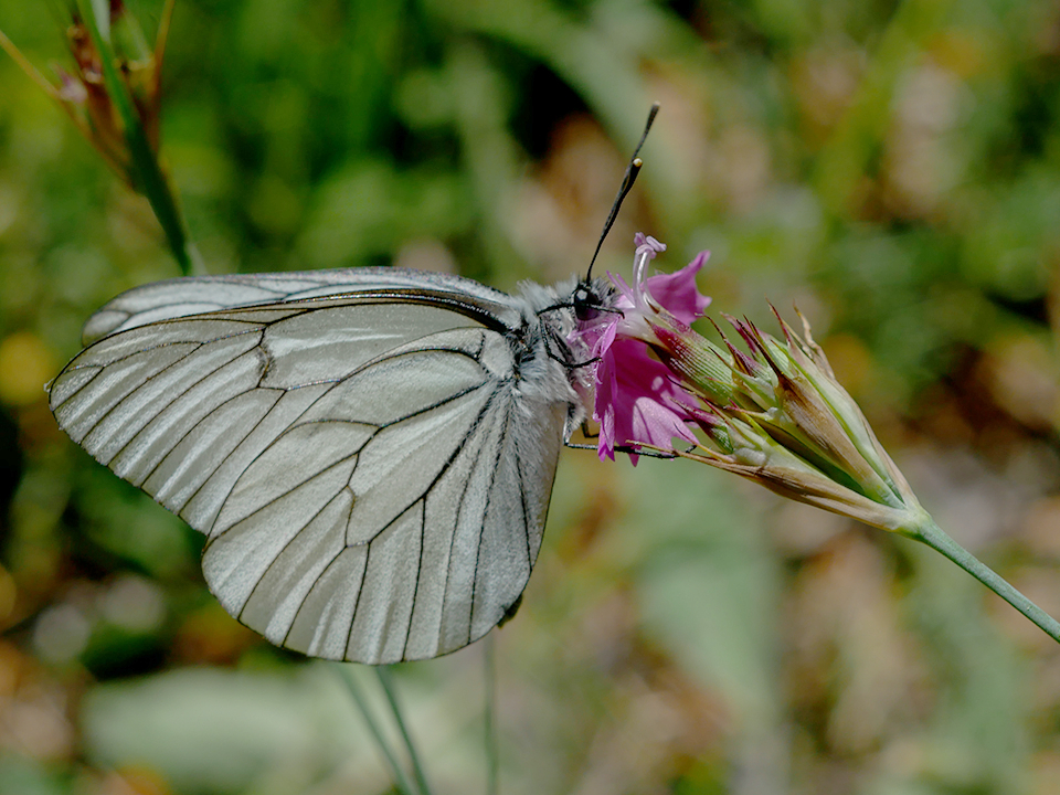 25LM0732b.jpg
