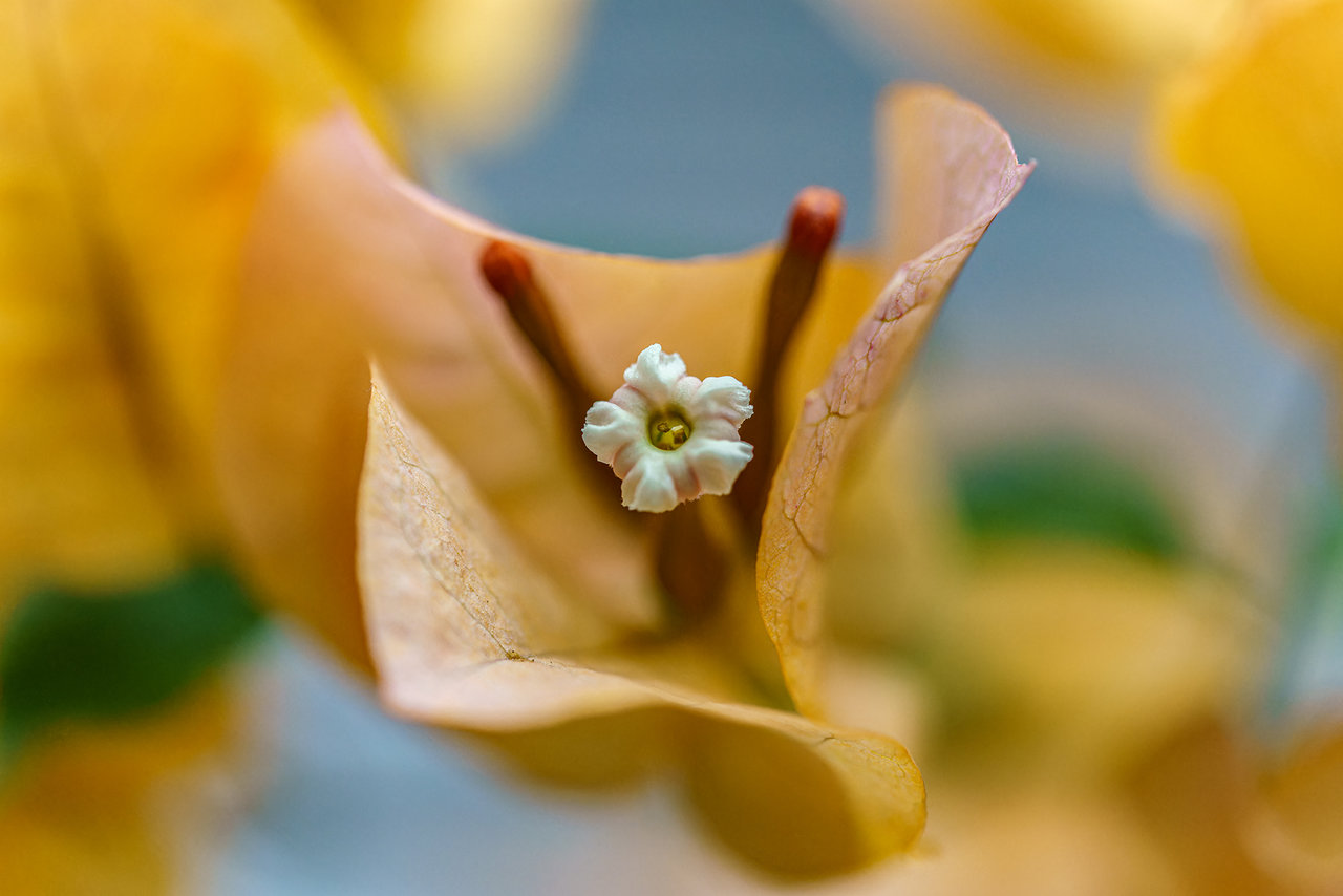 _DSC0553dx.jpg