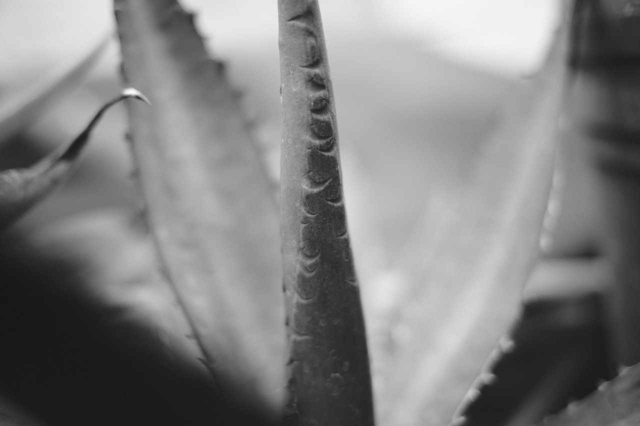 _DSF0757.JPG
