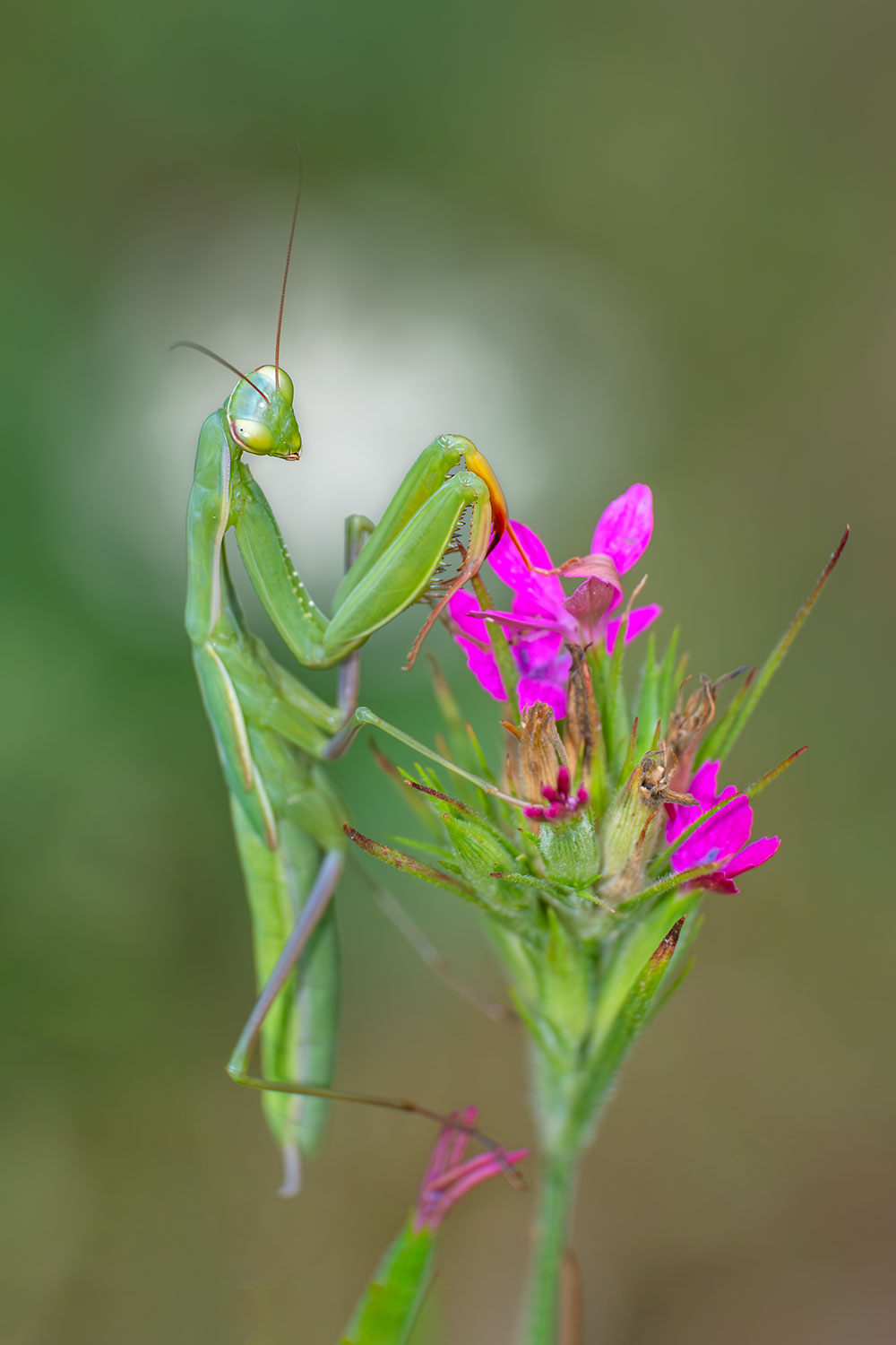 _DSF2335F.jpg