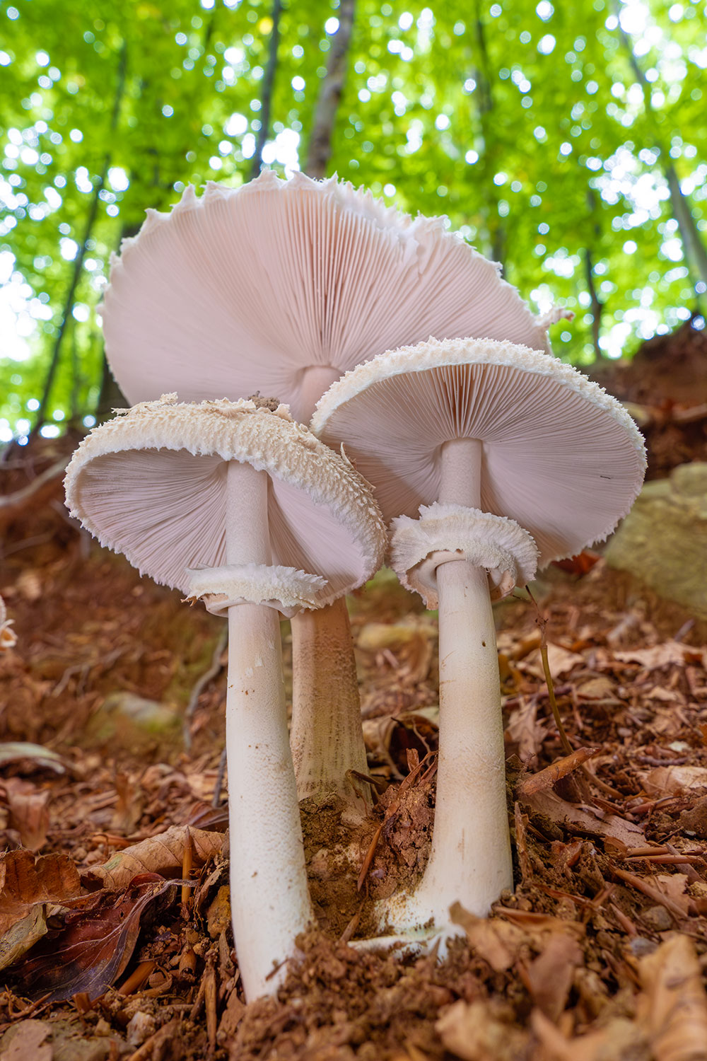 _DSF3086F.jpg