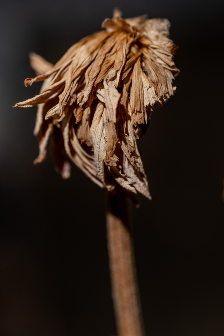 _DSF3095.jpg