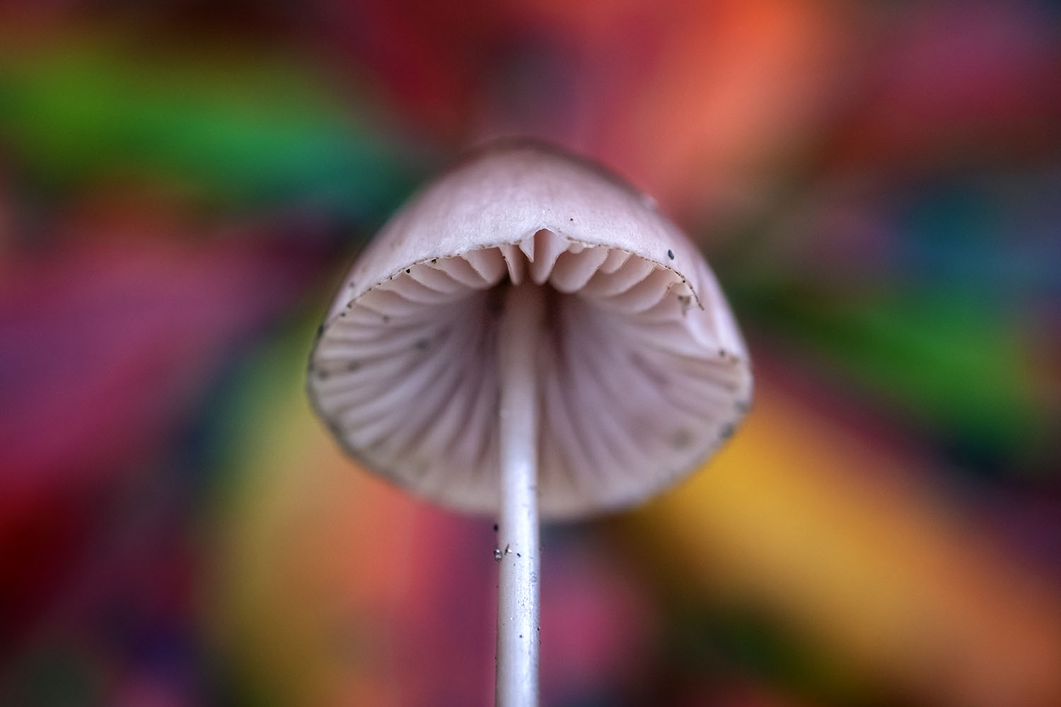 _DSF3195F.jpg