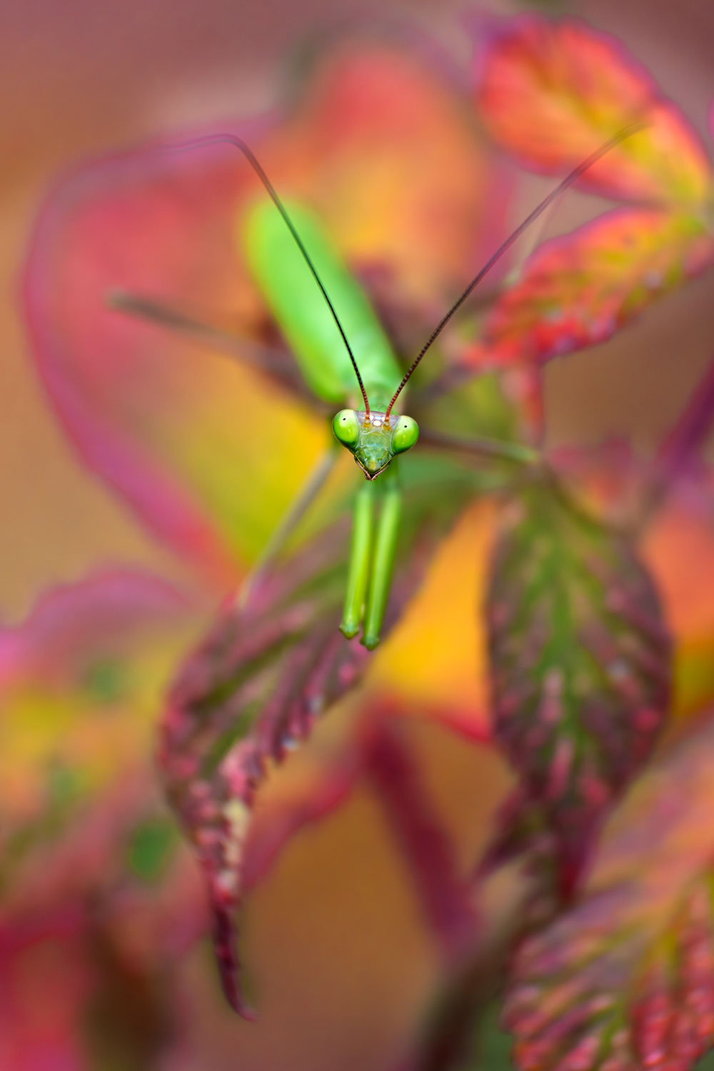 _DSF3205F.jpg