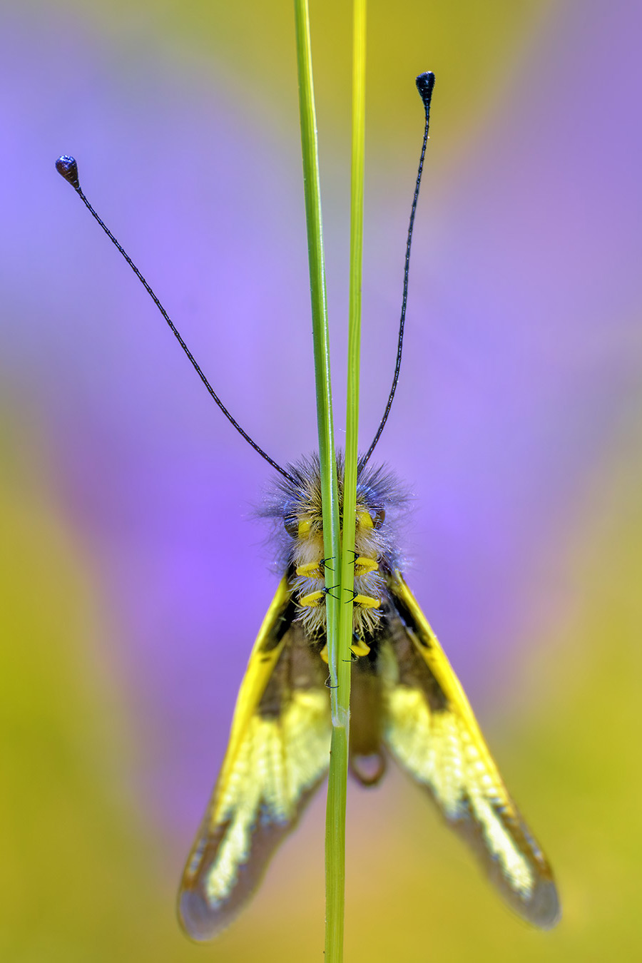 _DSF3727.2B.jpg