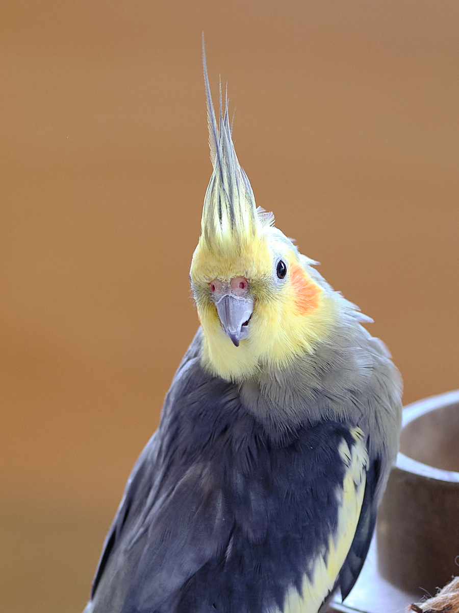 _DSF4772.jpg