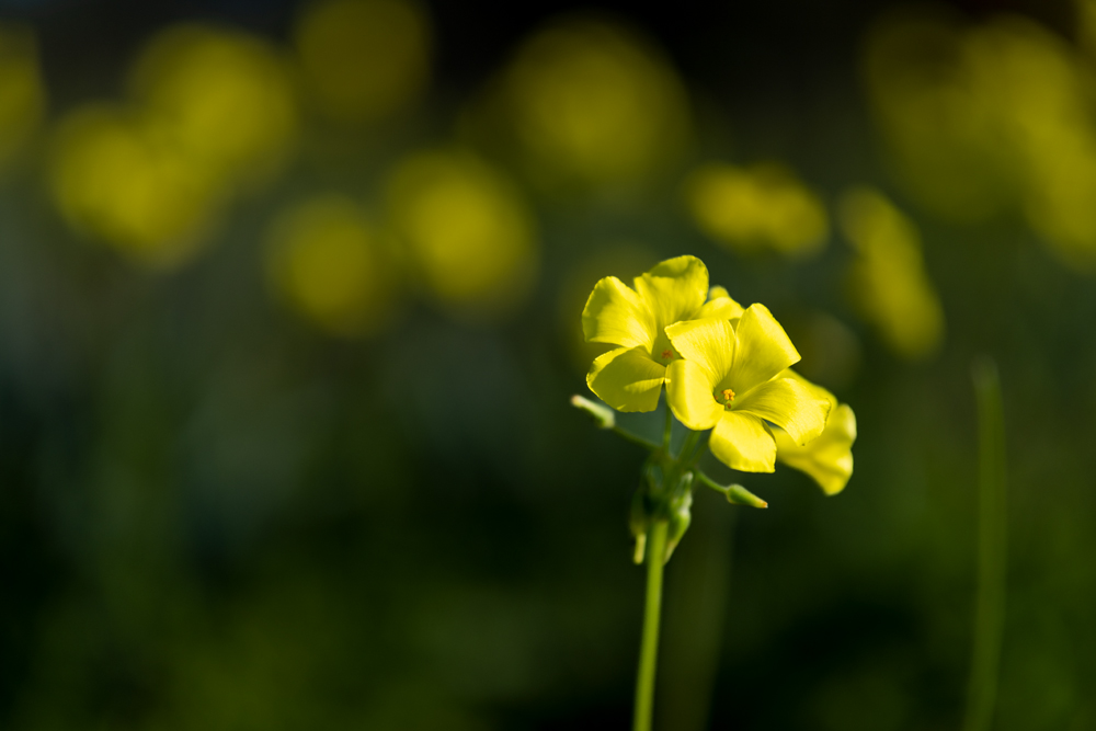 _DSF5236_ a 1000 Px.jpg
