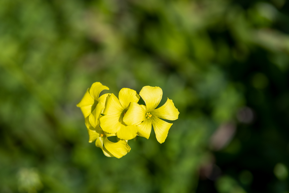 _DSF5254_1.jpg