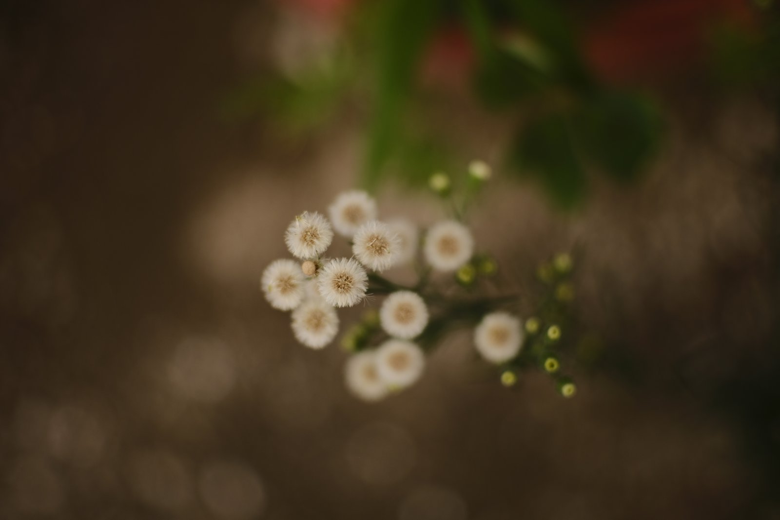 _DSF5829.JPG