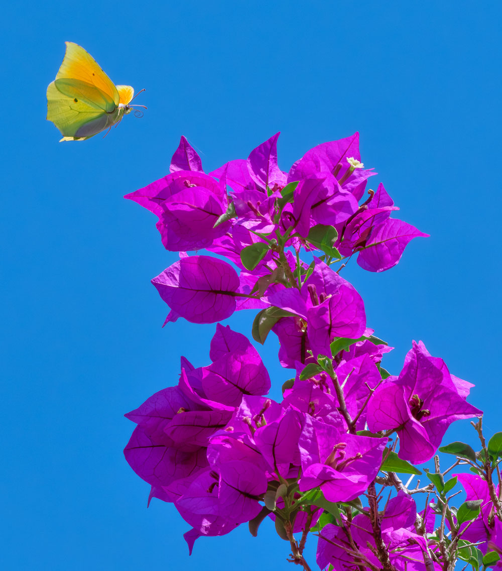 _DSF7925F.jpg