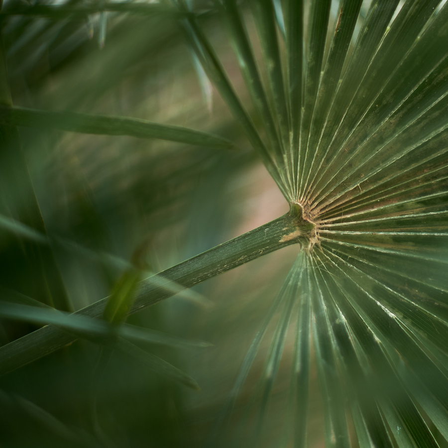 _DSF8380_cr.jpg