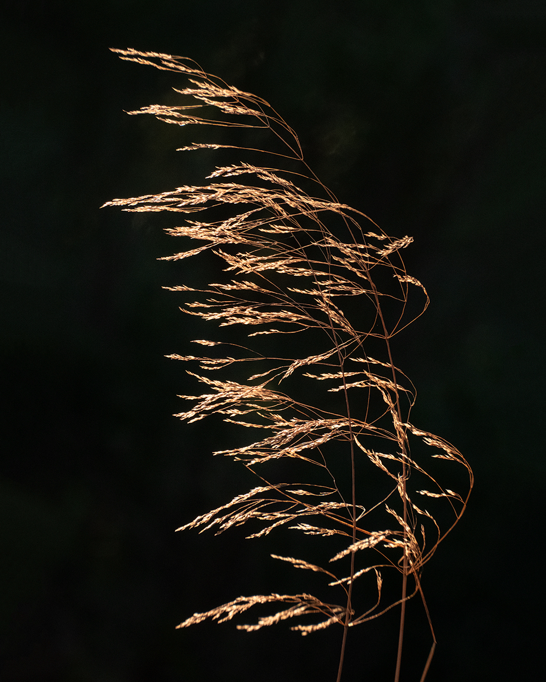 _DSF8587I.jpg