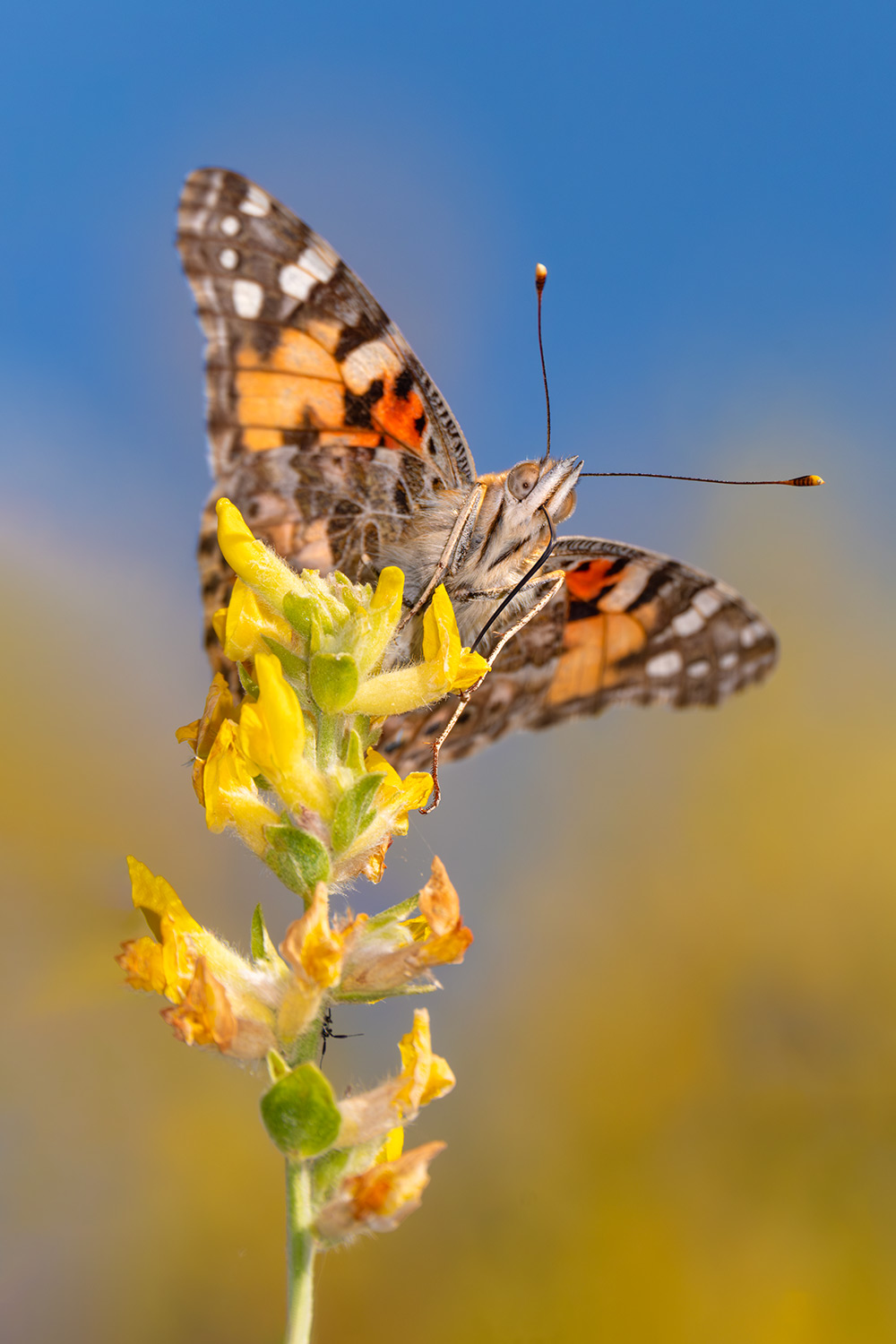 _DSF9204-Mejorado-NRF.jpg