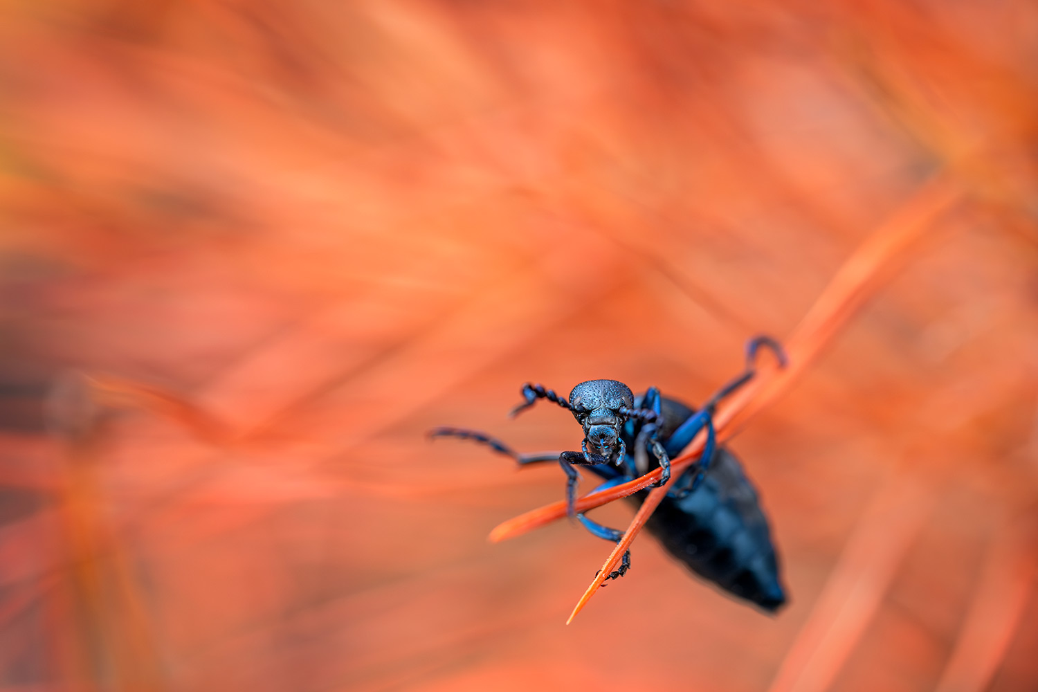 _DSF9460-Mejorado-NRF.jpg