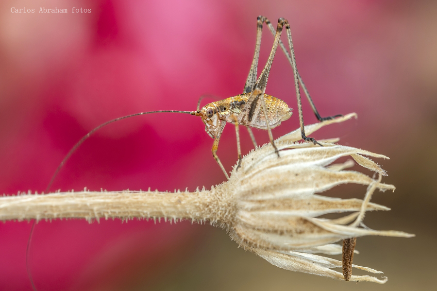 _KKY3345-Mejorado-NR.jpg