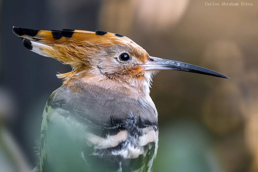 _KKY5112-Mejorado-NR.jpg