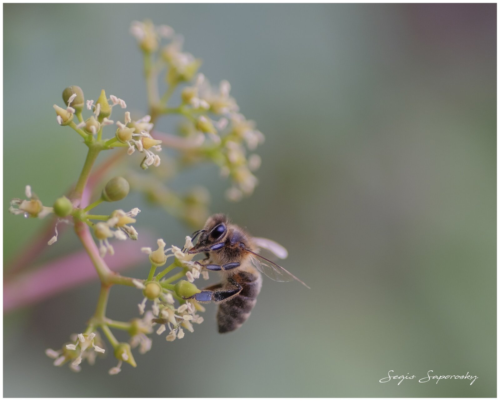 Abeja.jpg