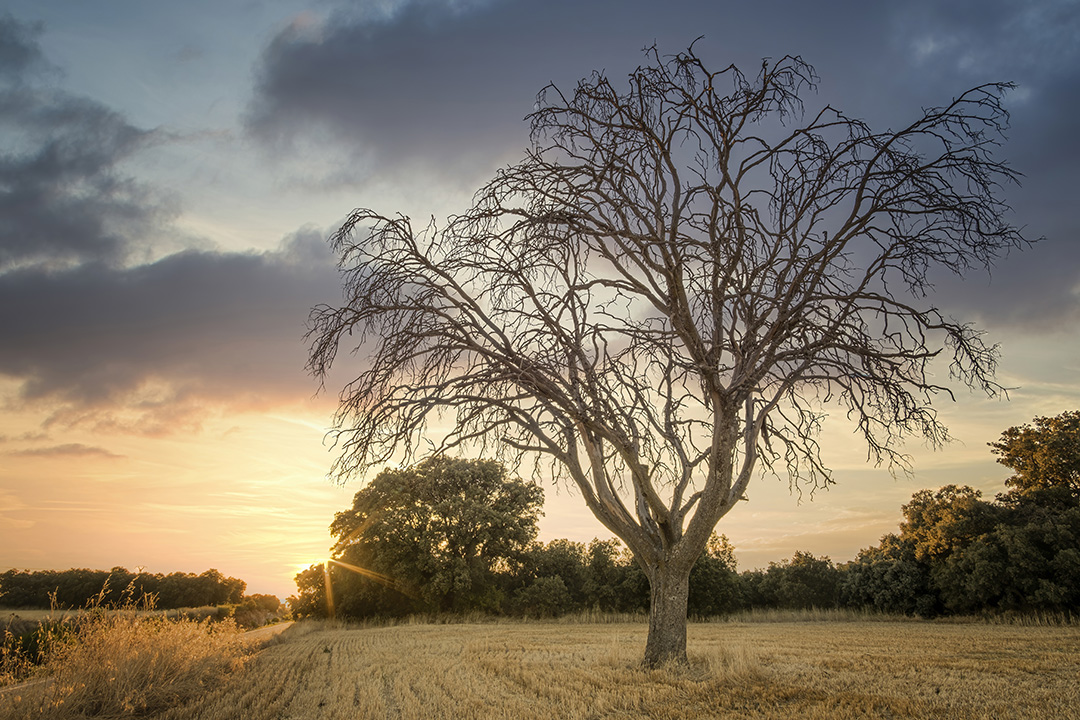 Al caer la tarde.jpg