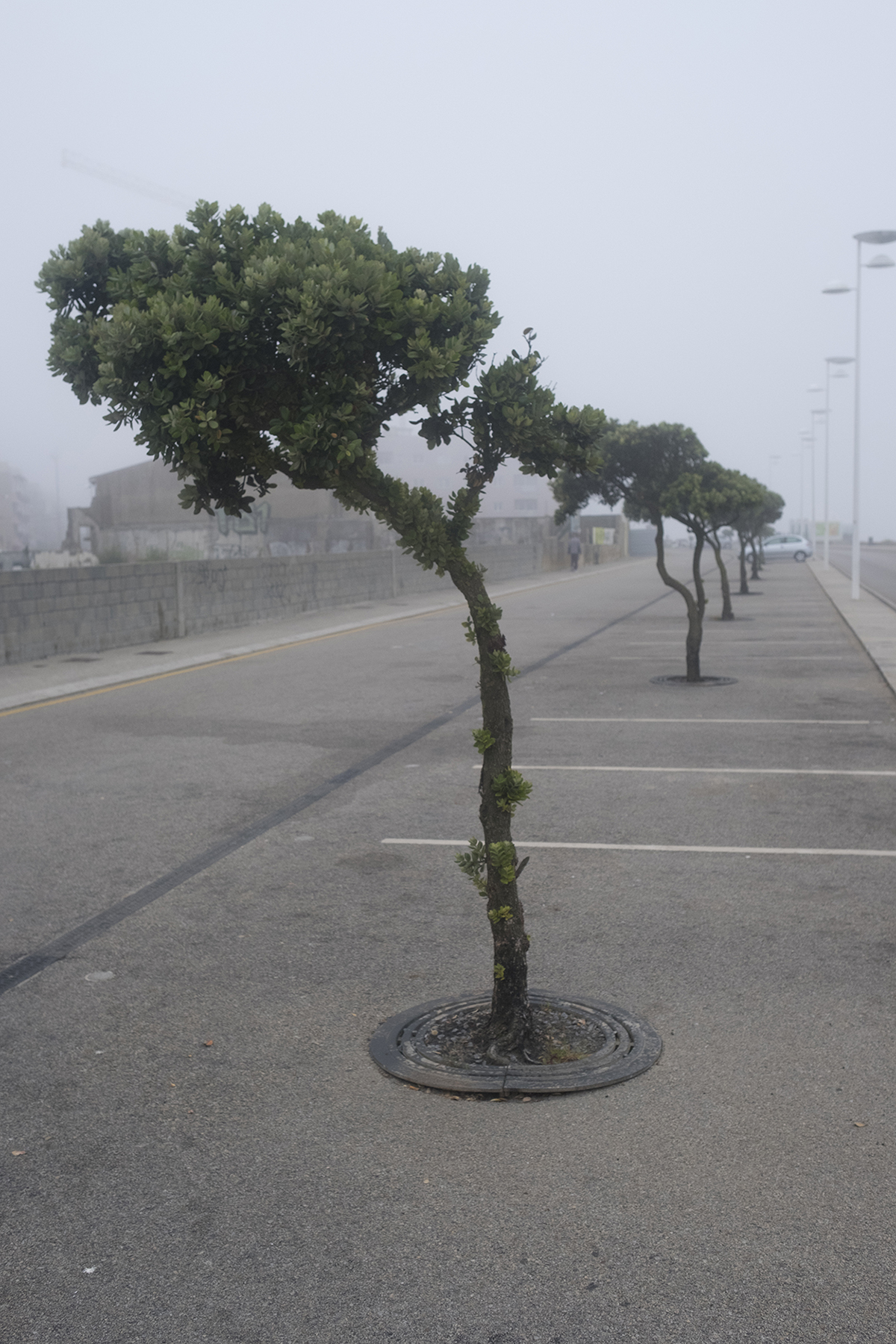 AlberelliSoloSinFuji.jpg