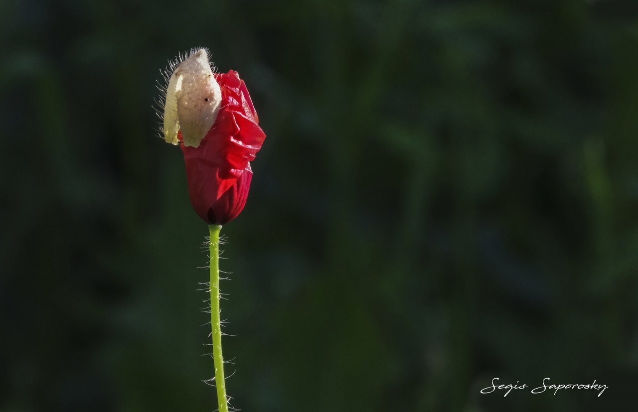 Amapola.jpg