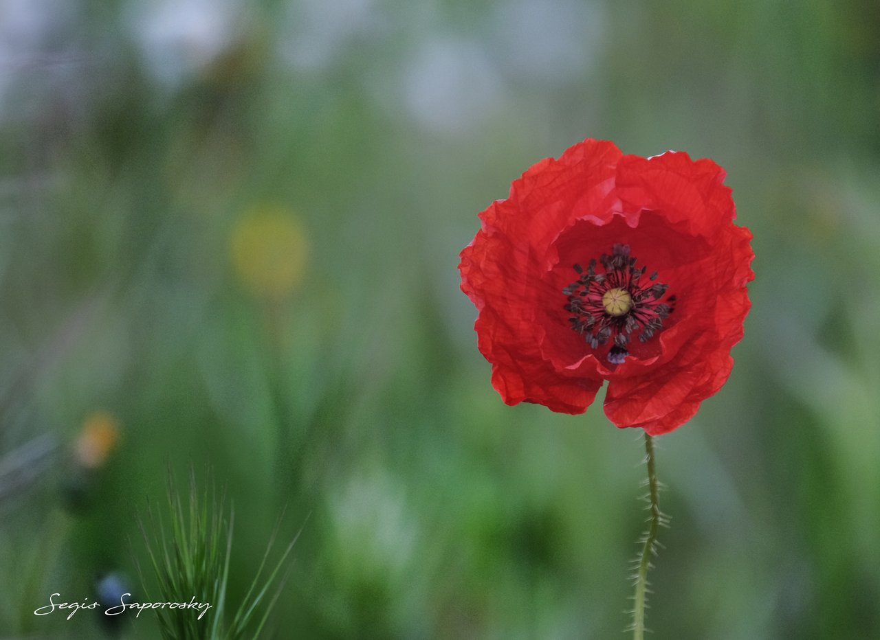 Amapola.jpg