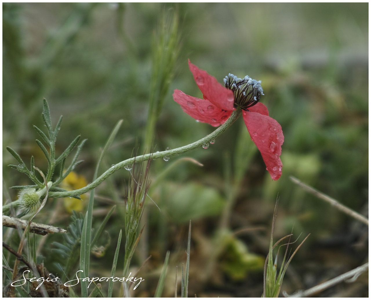 Amapola macho.jpg