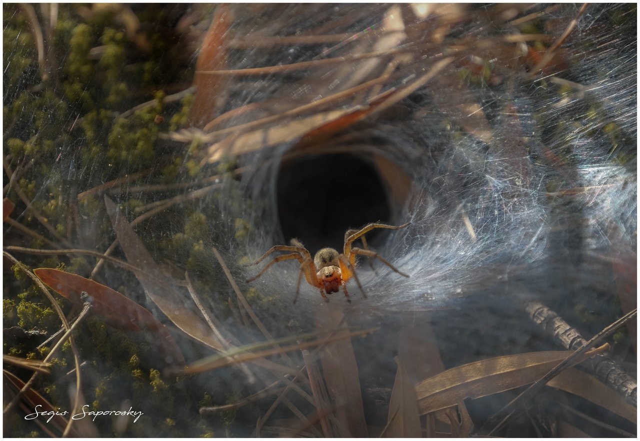 Araña agelena.jpg