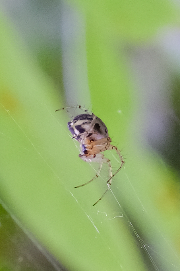 araña-nikon200.jpg