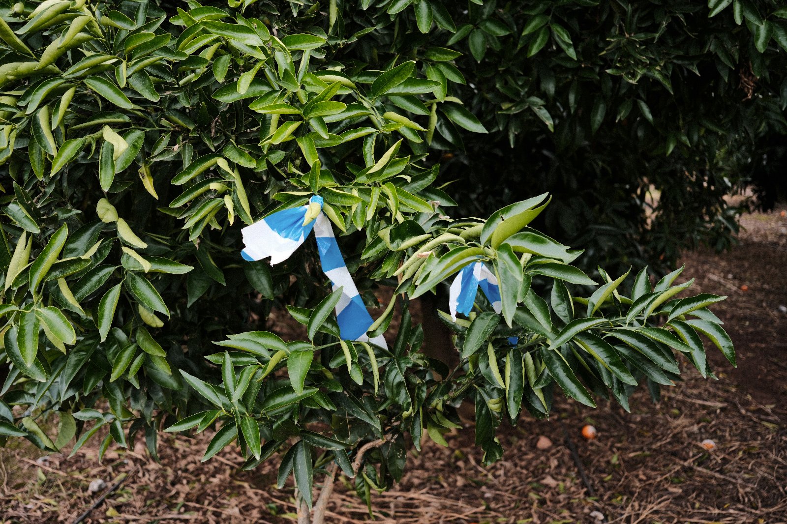 Basura horta 5.jpg