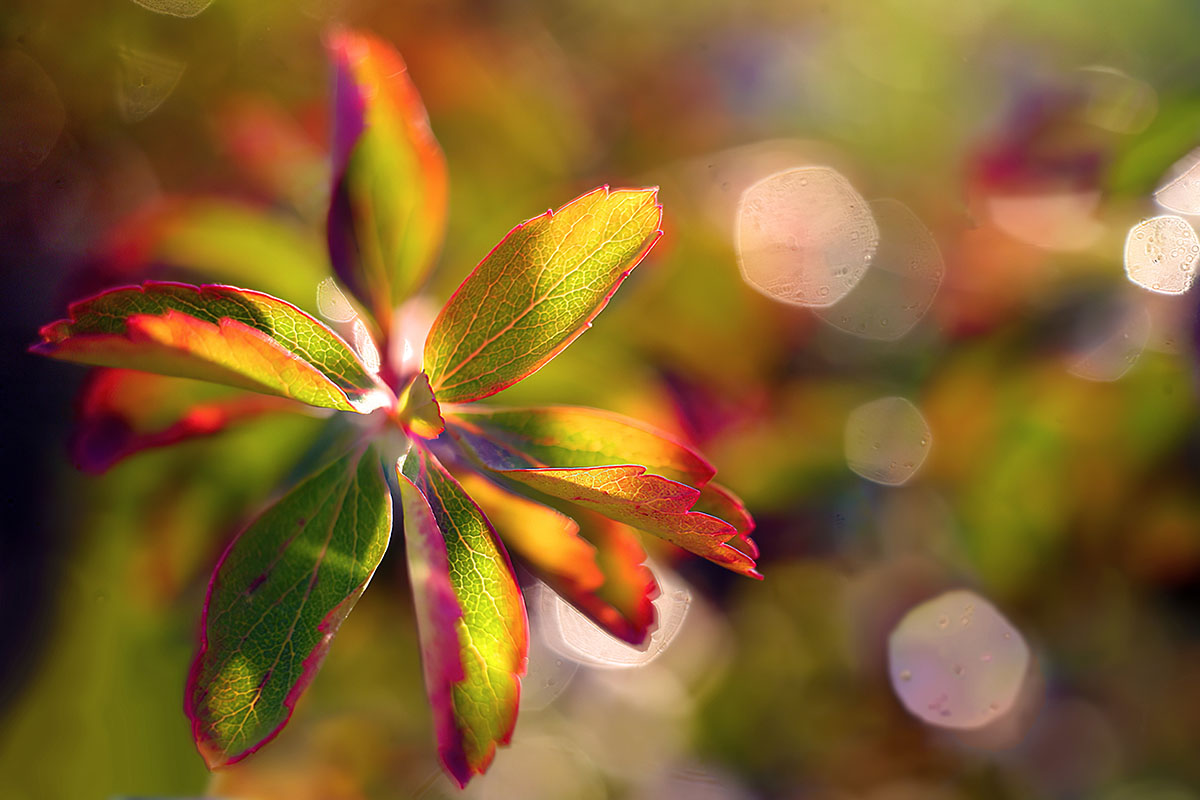 Berberis_01_1200x800_300.jpg