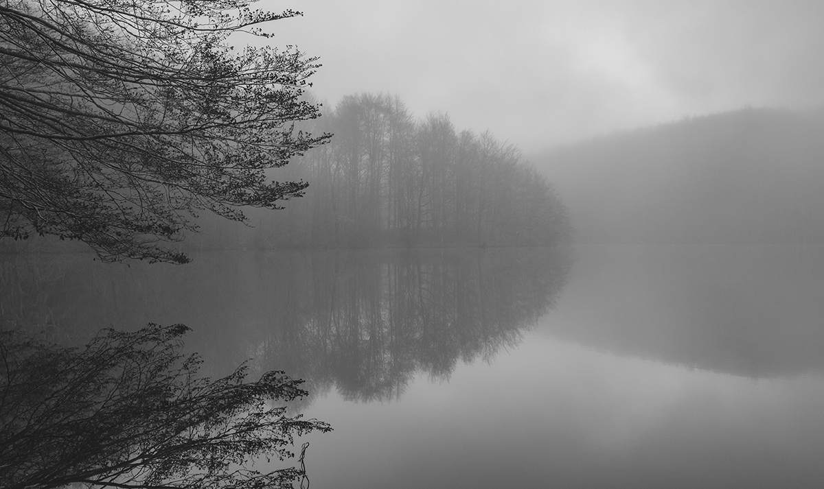bosque foro fuji.jpg