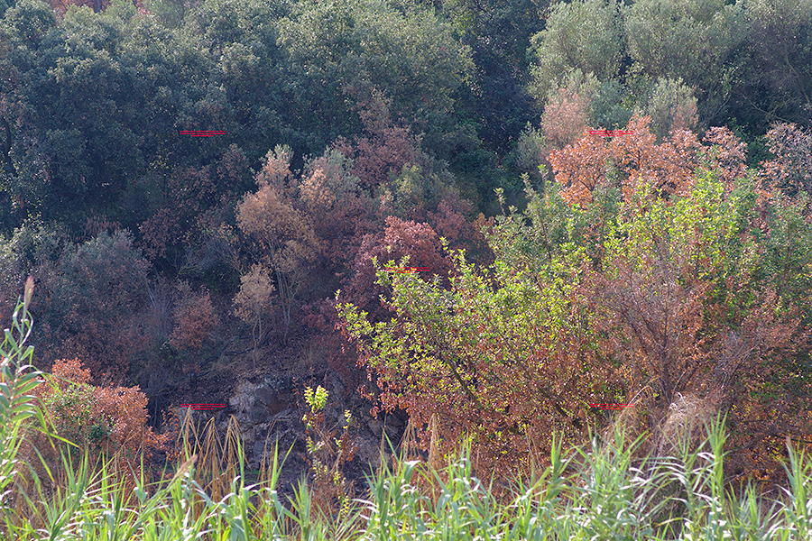 bosque.jpg