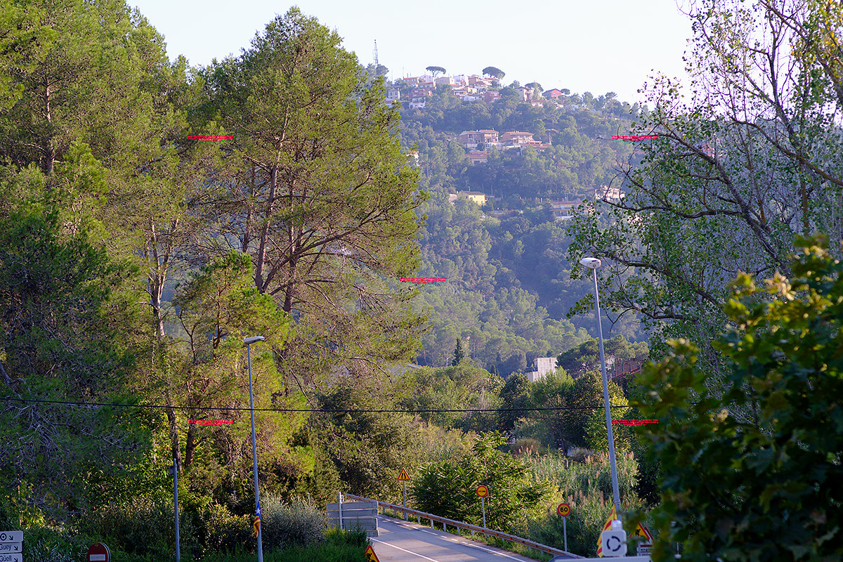 bosque_nuevo.jpg