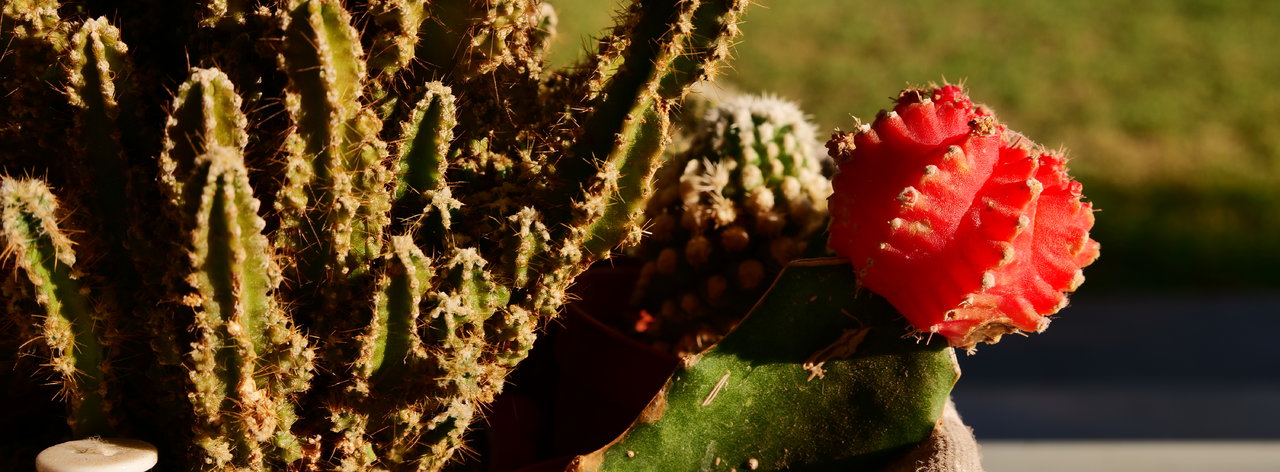 cactus.JPG