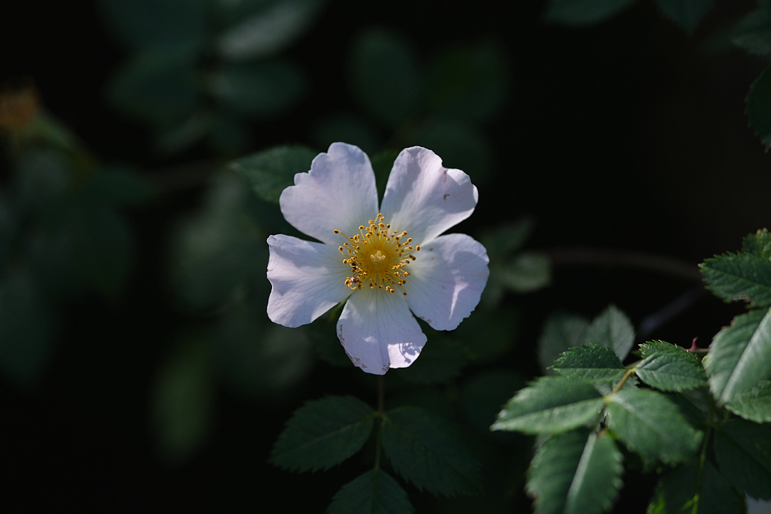 Canencia_X-T3__DSF7286.jpg