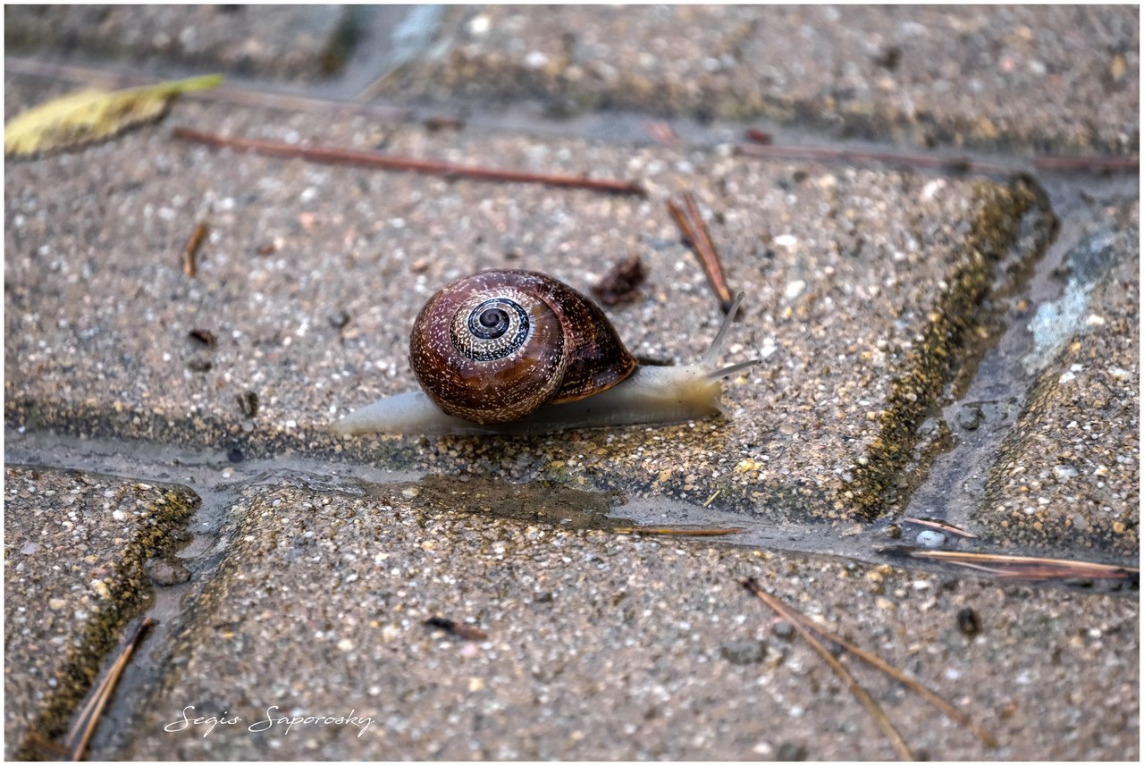 Caracol.jpg
