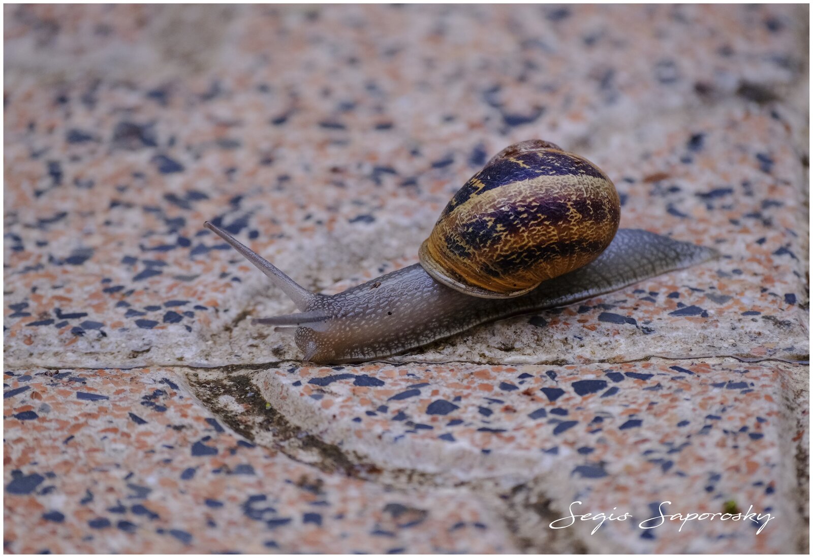 Caracol.jpg