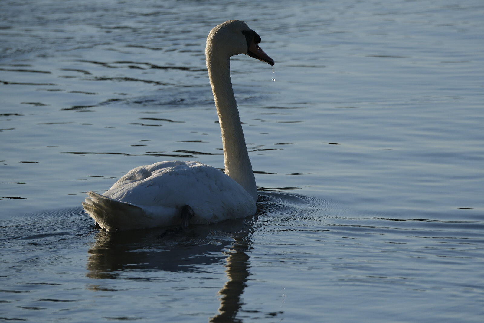 Cisne-Salinas de Ulló.JPG
