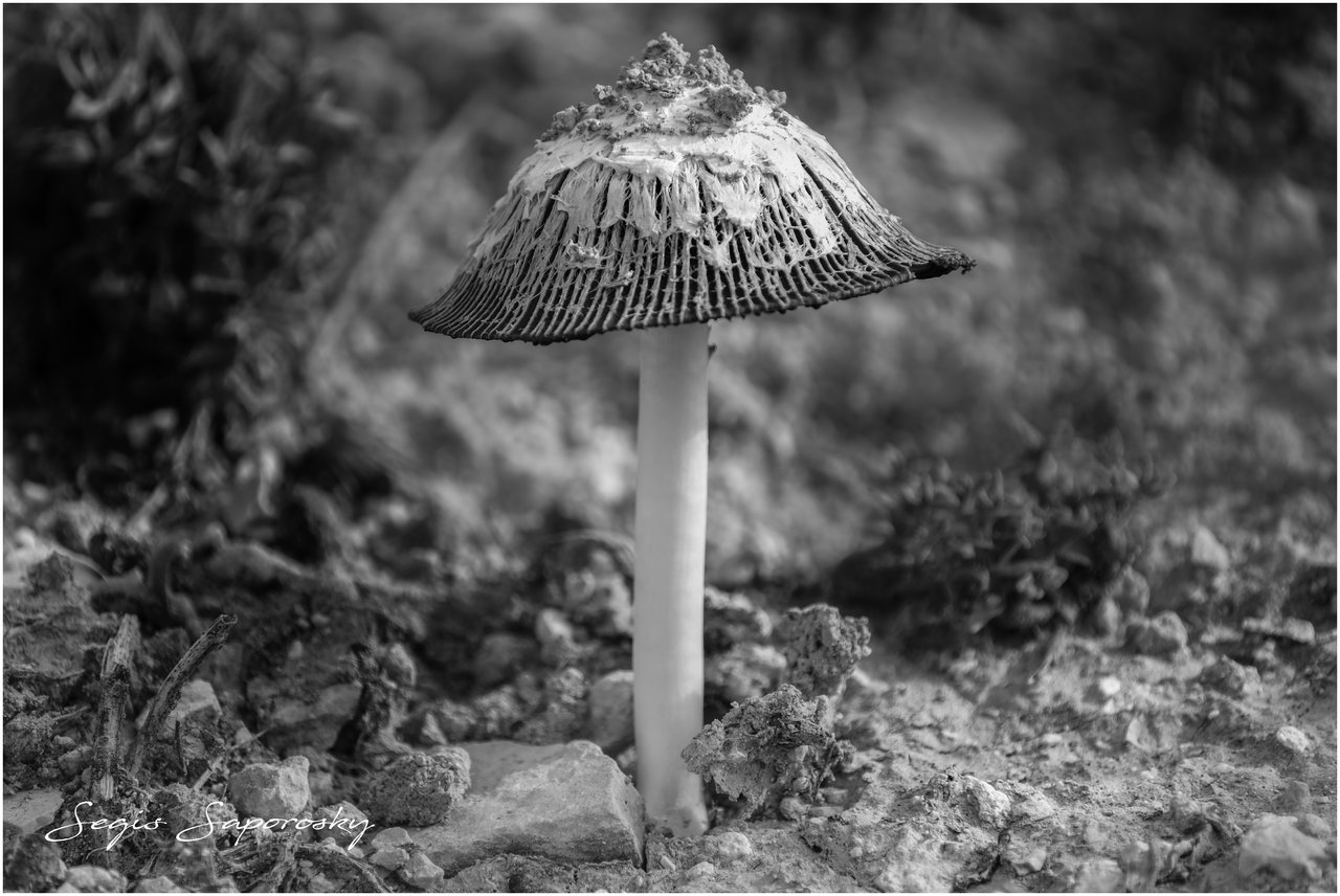 coprinus.jpg