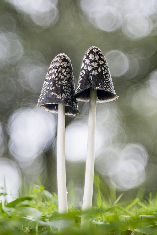 coprinus naviedeños 2020.jpg