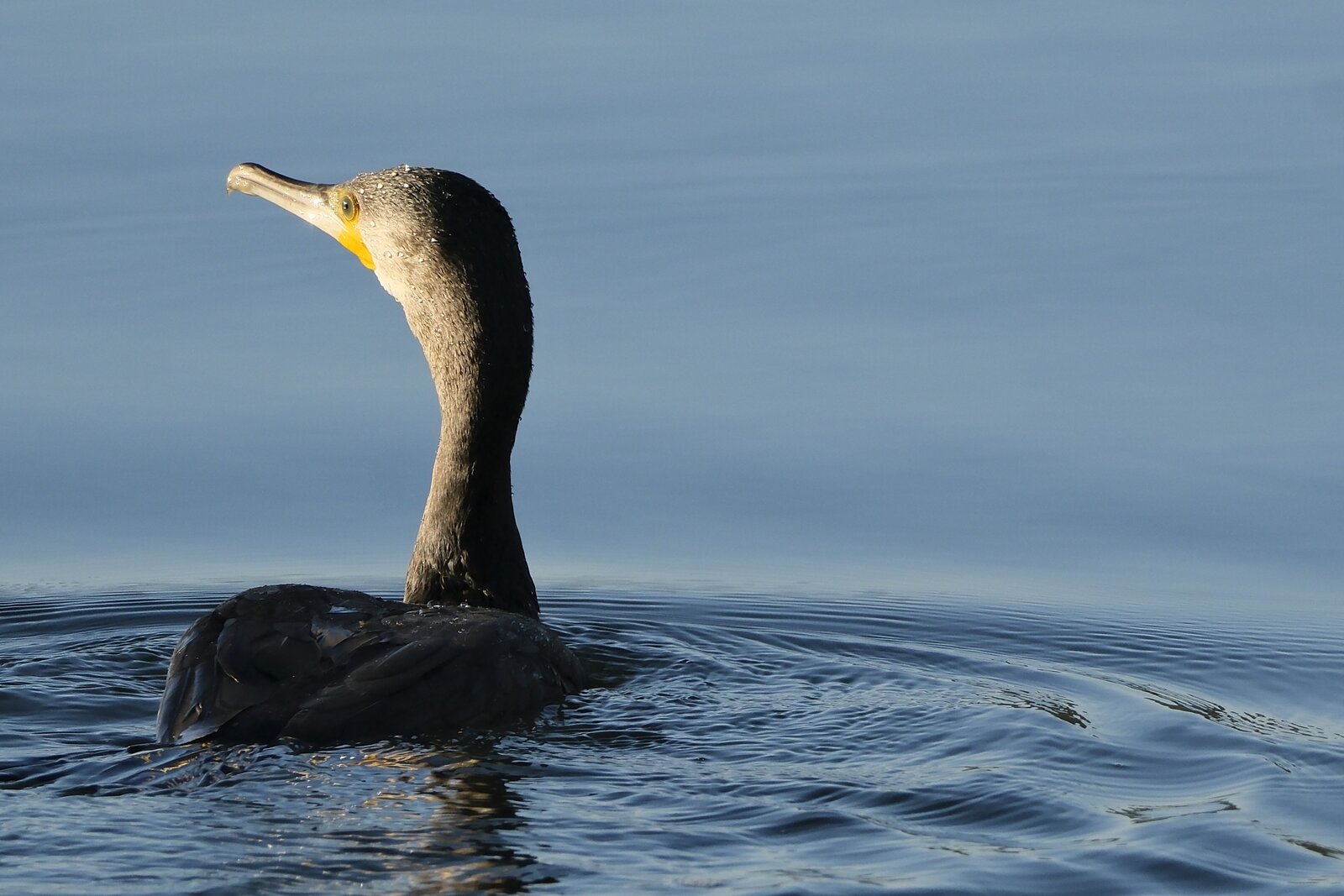Cormorán-Salinas de Ulló.JPG