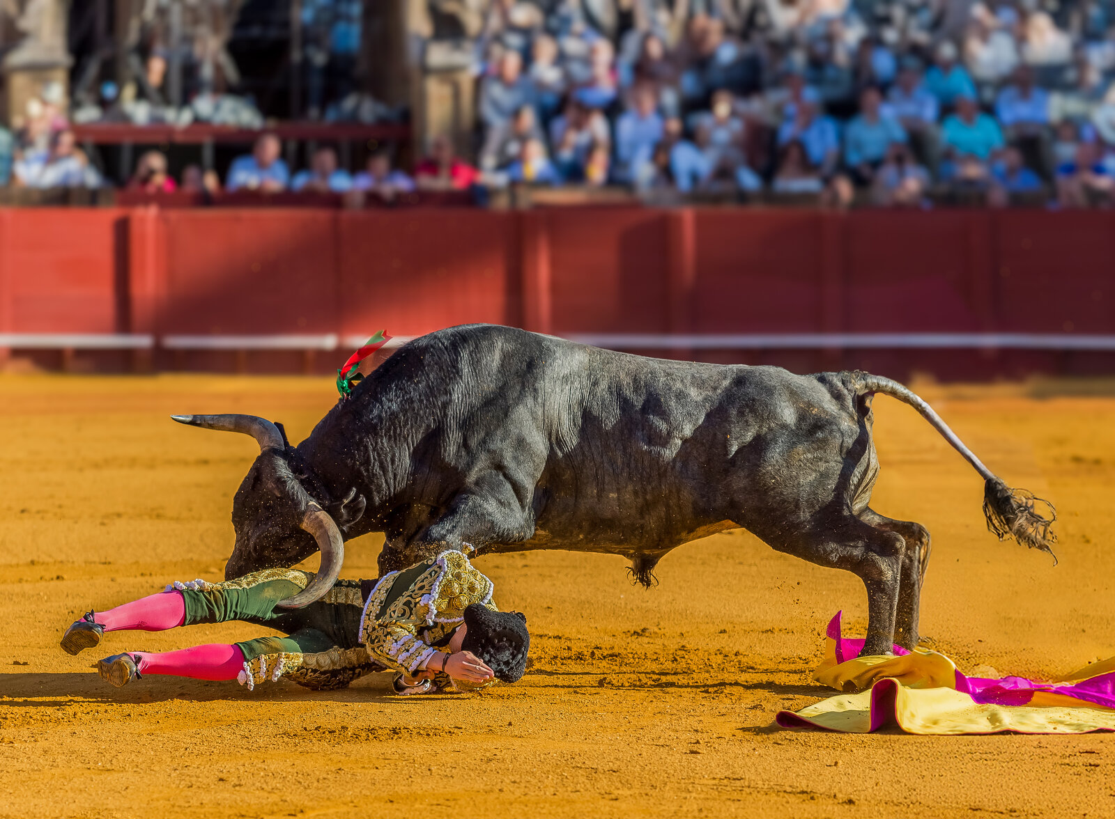 CORRIDA MIURAS  ESAU FDEZ TORO ALCARABAN.jpg