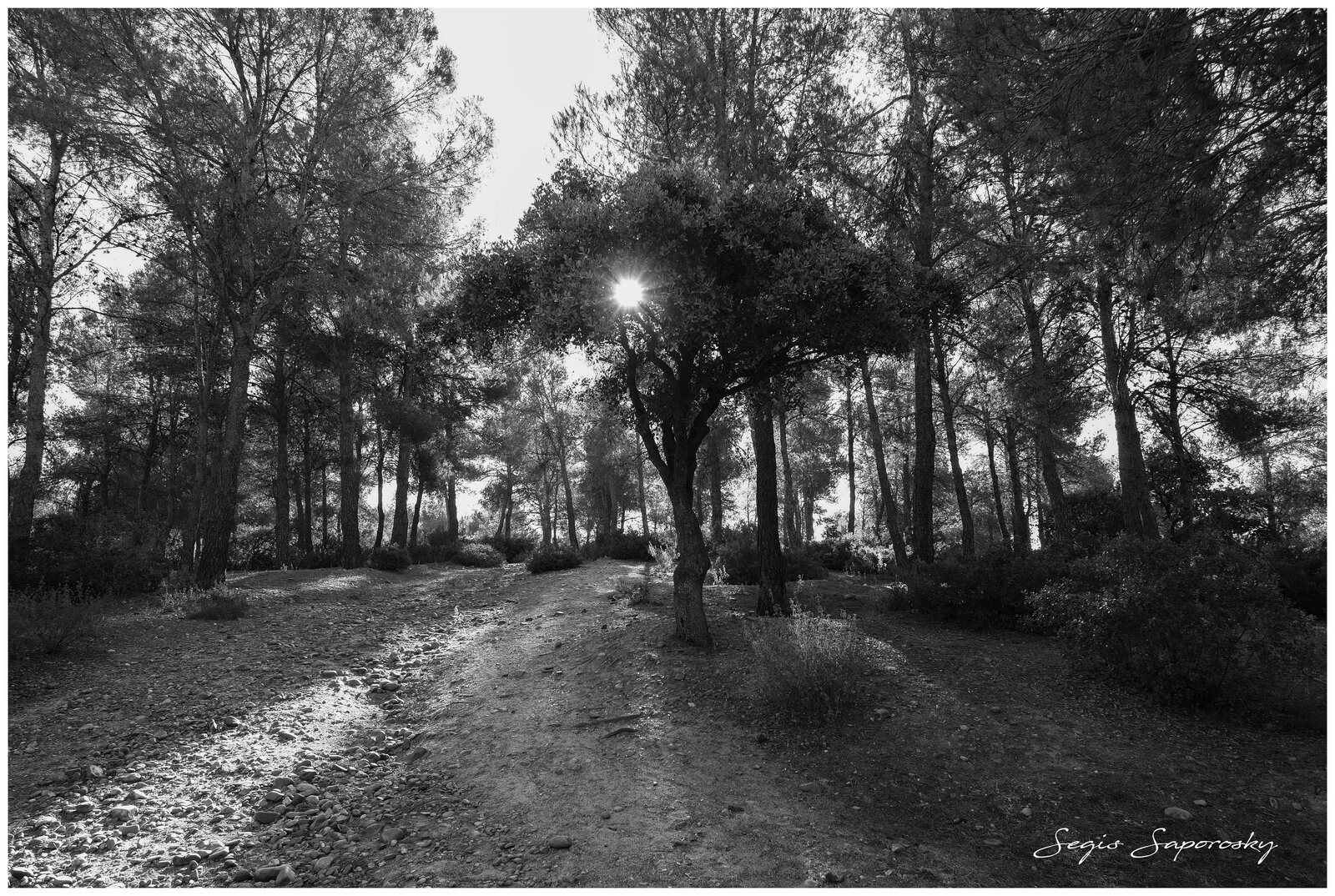 Cuando el Sol acaricia.jpg