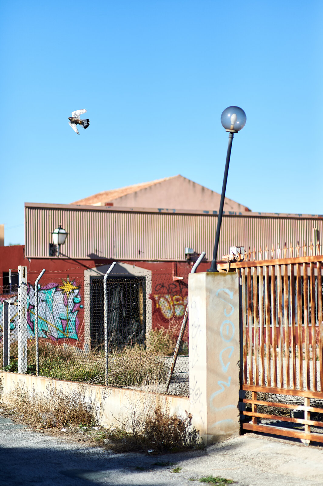 DF50_46.jpg