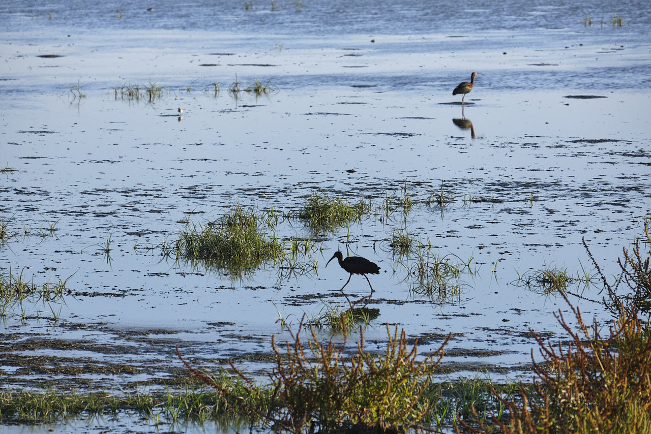 Doñana4.jpg