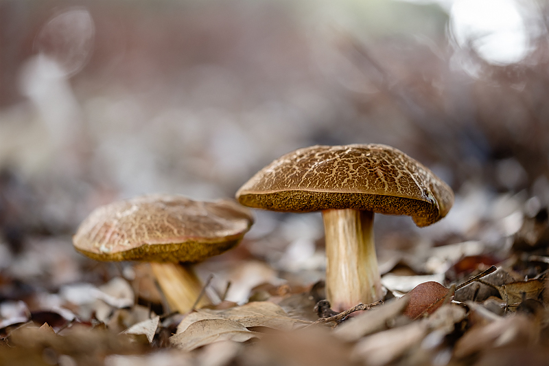 dos-boletus-2020.jpg